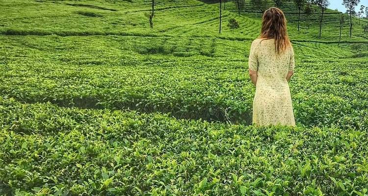 Odisea de la naturaleza en Sri Lanka: 14 días de vida salvaje, safaris, senderismo y patrimonio - Airlines Crew Tours 9