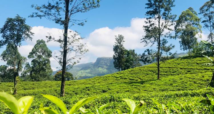 Odisea de la naturaleza en Sri Lanka: 14 días de vida salvaje, safaris, senderismo y patrimonio - Airlines Crew Tours 10