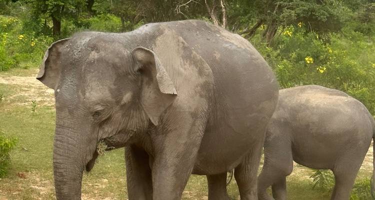 Zwei Elefanten gehen in einem Wald spazieren.