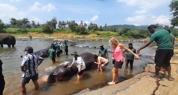 Participants se baignant avec des éléphants dans une rivière peu profonde avec des guides.