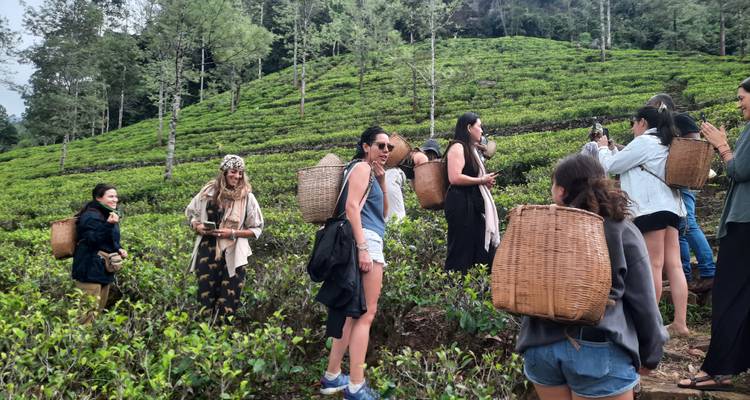 Groupe de touristes cueillant des feuilles de thé dans une plantation.