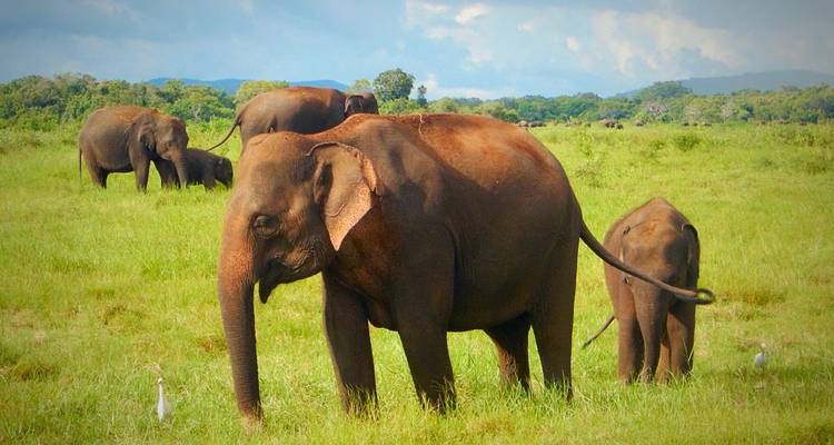 Groupe d'éléphants broutant dans un champ luxuriant sous un ciel éclatant.