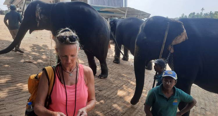 Tourists interacting with elephants on a dirt path under bright sunlight.