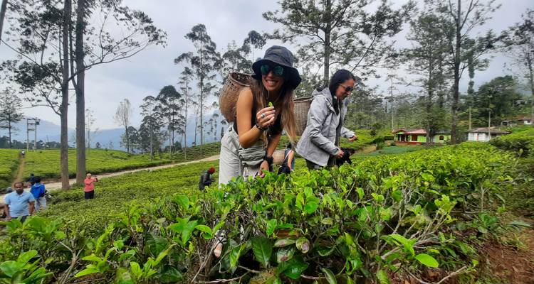 Women picking tea leaves in a green tea plantation.