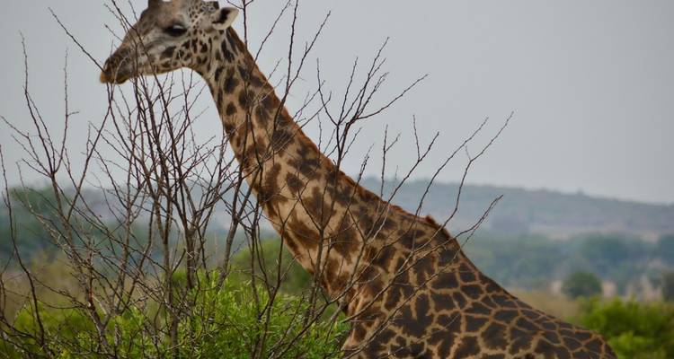 Safari privé de 5 jours au Serengeti, au Ngorongoro, au Tarangire et au parc national du lac Manyara - Safari Serengeti Booking 2
