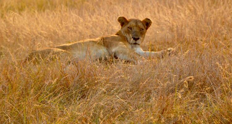Safari privé de 5 jours au Serengeti, au Ngorongoro, au Tarangire et au parc national du lac Manyara - Safari Serengeti Booking 3