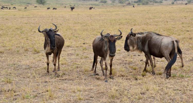Safari privé de 5 jours au Serengeti, au Ngorongoro, au Tarangire et au parc national du lac Manyara - Safari Serengeti Booking 4