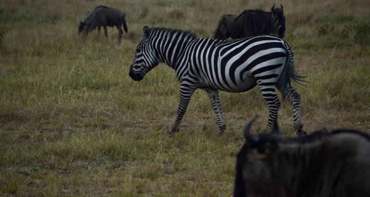 Safari privé de 5 jours au Serengeti, au Ngorongoro, au Tarangire et au parc national du lac Manyara - Safari Serengeti Booking 6