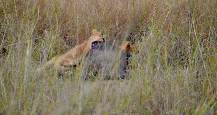 Safari privé de 5 jours au Serengeti, au Ngorongoro, au Tarangire et au parc national du lac Manyara - Safari Serengeti Booking 7