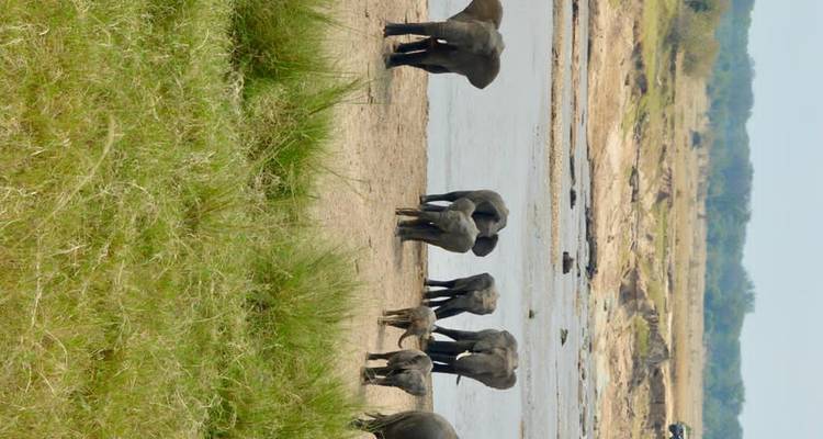 Safari privé de 5 jours au Serengeti, au Ngorongoro, au Tarangire et au parc national du lac Manyara - Safari Serengeti Booking 8