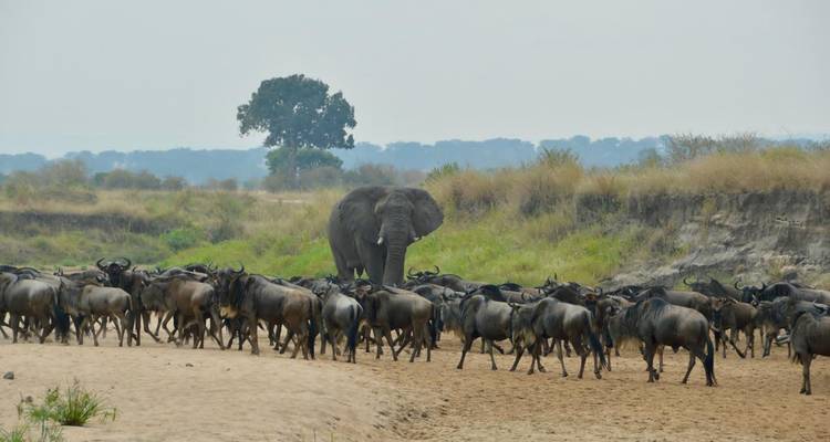 Safari privé de 5 jours au Serengeti, au Ngorongoro, au Tarangire et au parc national du lac Manyara - Safari Serengeti Booking 9