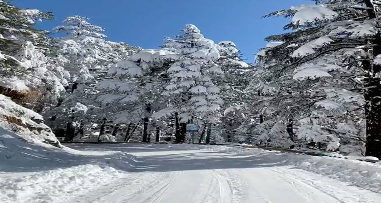 Himachal avec circuit du Temple d'Or - 10 jours (TOUT COMPRIS) - Travel Con 8
