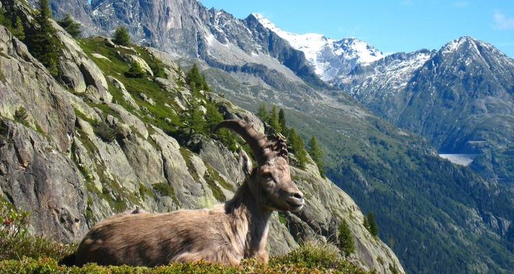 Tour du Mont Blanc 8 Days Self-Guided - Grand Angle  10