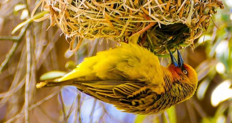 Gorongosa Adventure Tour - 14 days - Chamaeleon 7