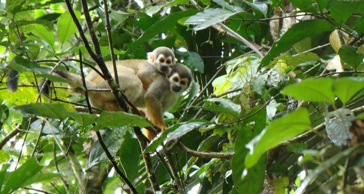 Zwei Affen hockten auf einem Ast im Dschungel.