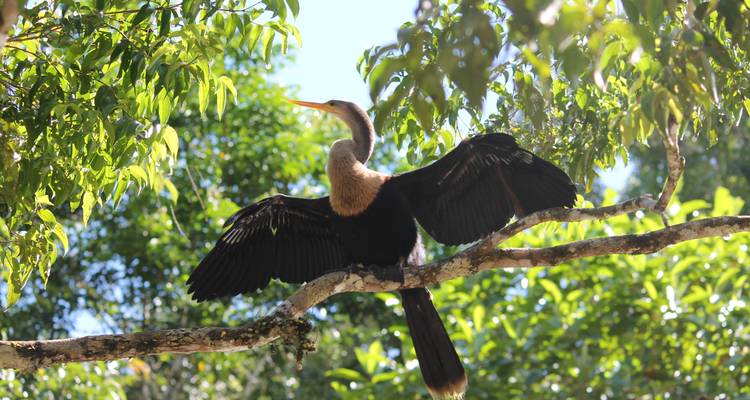 Großer Vogel, der auf einem Ast sitzt und die Flügel ausbreitet.