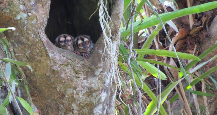 Zwei Eulen, die aus einem Baumstamm hervorblicken.