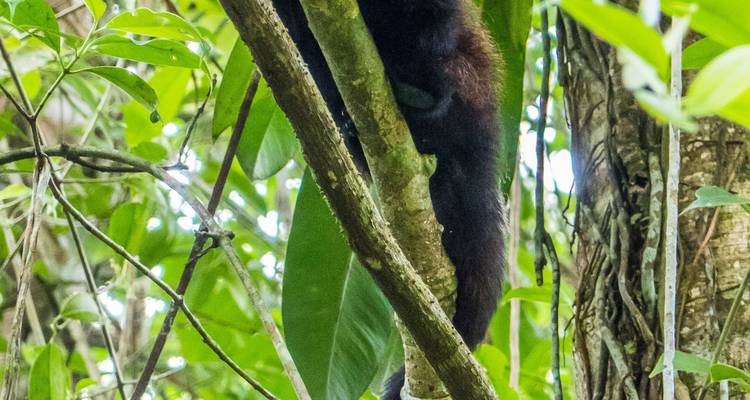 Ein kleiner Affe, der auf einen Baum in dichtem Wald klettert.