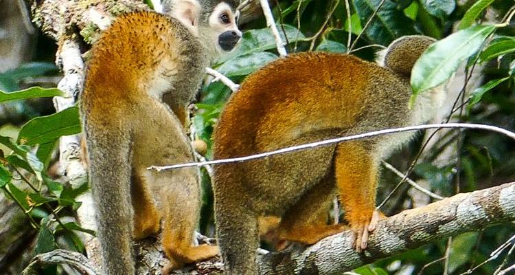 Zwei Affen klettern auf einem Ast.