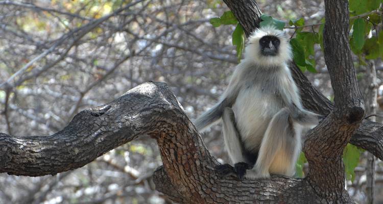 Een langoer aap die op een boomtak zit in een bosrijk gebied.