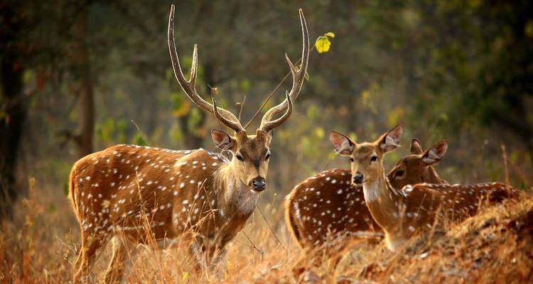 Groep herten met grote geweitakken in een grasrijk gebied.