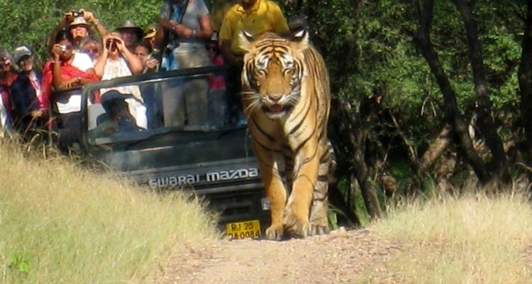 Un tigre caminando por un sendero de tierra mientras la gente observa desde un vehículo de safari.