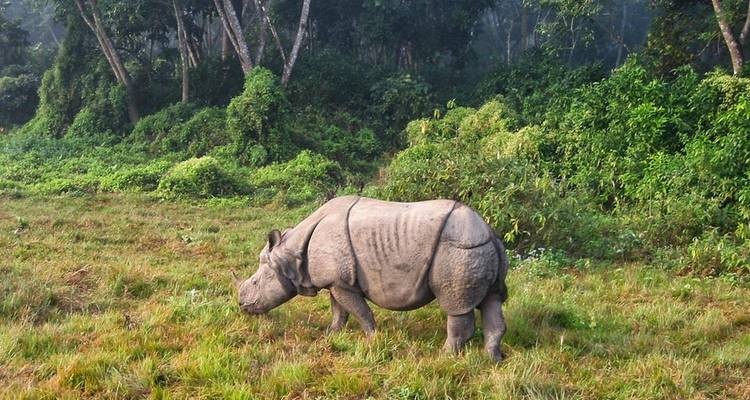 Rhinocéros broutant dans une zone herbeuse luxuriante.