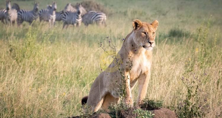 7 jours de safari en Tanzanie* Manyara, Serengeti, gorges d'Olduvai et cratère du Ngorongoro*. - Zara Tours (Zara Tanzania Adventures) 3