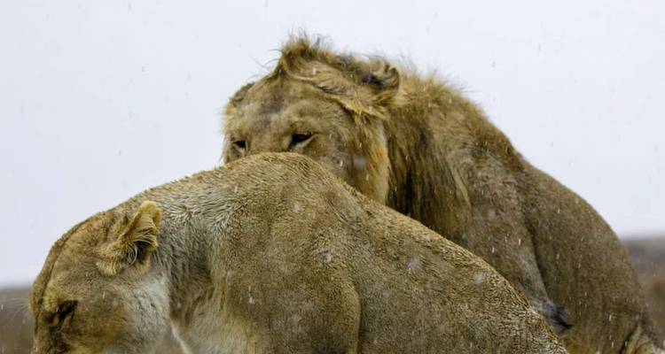 Safari Aventure Lion. - L'hébergement et le transport sont inclus. - Tanzania Wildlife Adventures 8