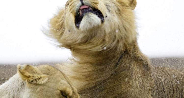 Safari Aventure Lion. - L'hébergement et le transport sont inclus. - Tanzania Wildlife Adventures 9