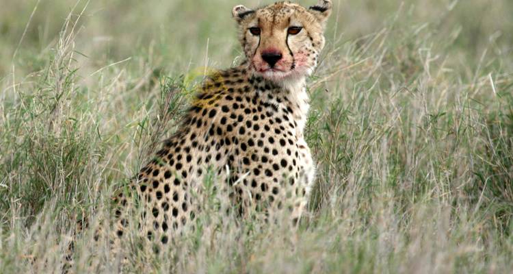 Safari dans le nord de la Tanzanie. - L'hébergement et le transport sont inclus. - Tanzania Wildlife Adventures 3