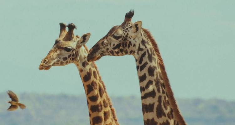 Safari dans le nord de la Tanzanie. - L'hébergement et le transport sont inclus. - Tanzania Wildlife Adventures 6