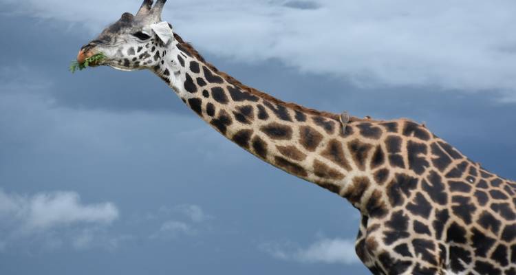 Safari dans le nord de la Tanzanie. - L'hébergement et le transport sont inclus. - Tanzania Wildlife Adventures 7