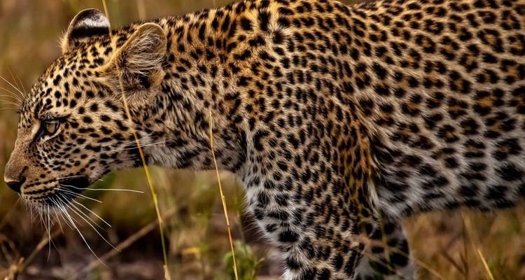 Safari dans le nord de la Tanzanie. - L'hébergement et le transport sont inclus. - Tanzania Wildlife Adventures 8