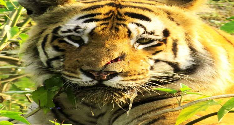 Close-up of a tiger with a watermark on the image.