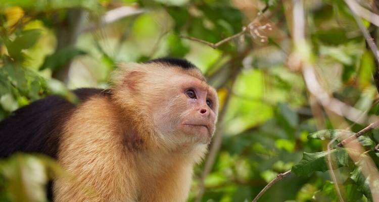 Focus sur la harpie et le quetzal - DIAMIR Erlebnisreisen 6