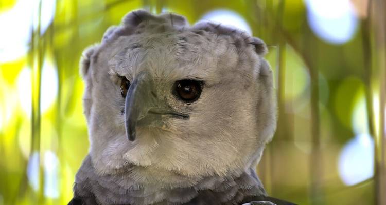 Focus sur la harpie et le quetzal - DIAMIR Erlebnisreisen 9