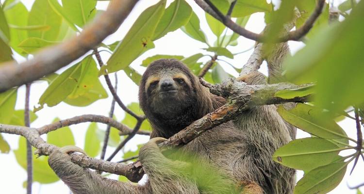 Focus sur la harpie et le quetzal - DIAMIR Erlebnisreisen 10