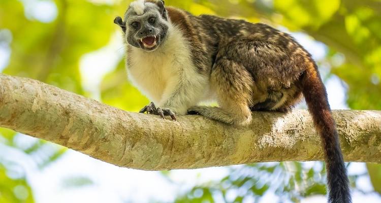 Mono tití enseñando los dientes en la rama de un árbol.
