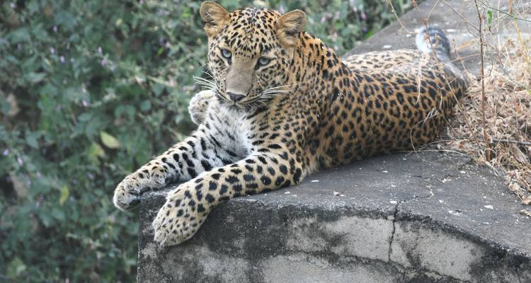 Triángulo de oro de lujo con safari Leopardo y excursión al amanecer del Taj Mahal - GoBook India Tours 2