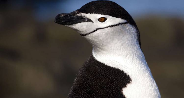 Close-up van een kinbandpinguïn tegen een wazige achtergrond.