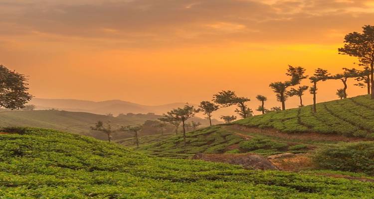 12 Days of Ranthambore Tour with Kerala & Goa(ALL INCLUSIVE) - Travel Con 4