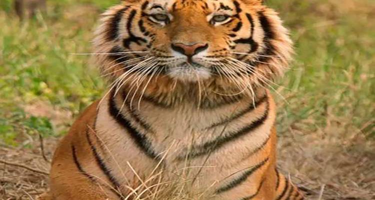 12 Days of Ranthambore Tour with Kerala & Goa(ALL INCLUSIVE) - Travel Con 7