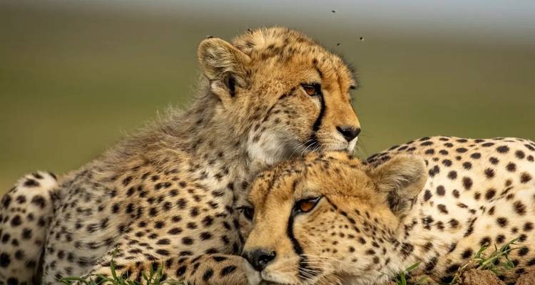 9 jours de safari culturel dans la nature sauvage de Tanzanie (hébergement et transport inclus) - Tanzania Wildlife Adventures 1