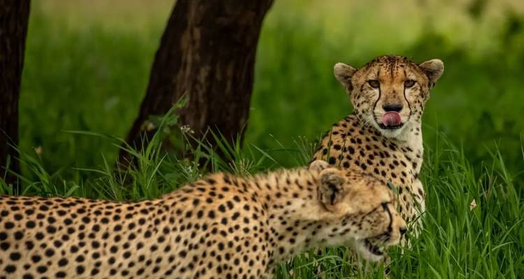 9 jours de safari culturel dans la nature sauvage de Tanzanie (hébergement et transport inclus) - Tanzania Wildlife Adventures 3