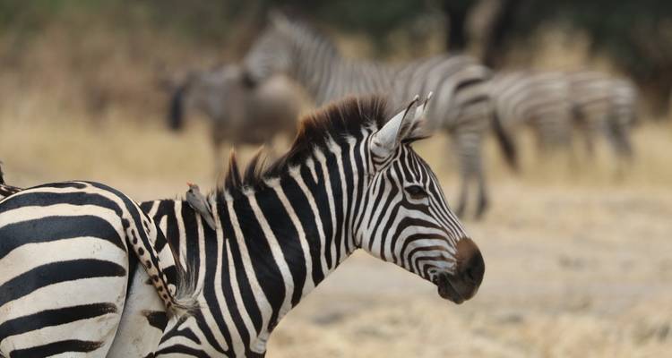 9 jours de safari culturel dans la nature sauvage de Tanzanie (hébergement et transport inclus) - Tanzania Wildlife Adventures 7