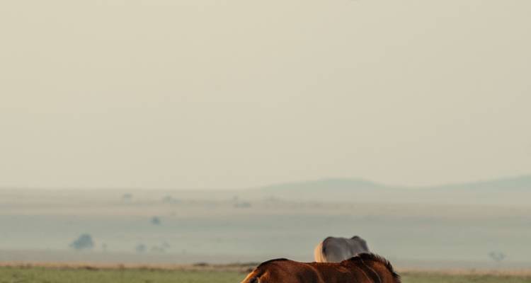 Lions et amour - Lune de miel inoubliable - Safari et Zanzibar - Shiri Adventures 1