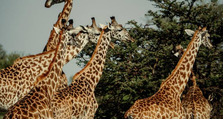 Lions et amour - Lune de miel inoubliable - Safari et Zanzibar - Shiri Adventures 3
