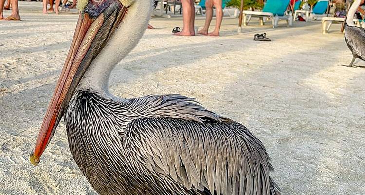 Primer plano de un pelícano parado en la playa arenosa mientras los turistas descansan en tumbonas al fondo.