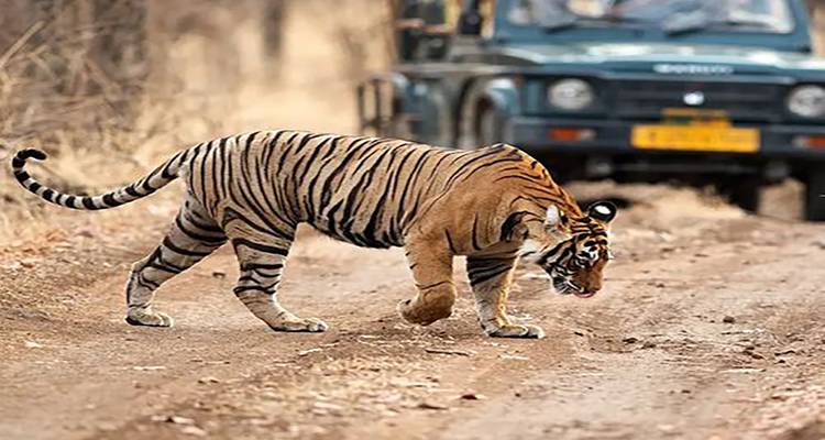 Tiger, der auf einer unbefestigten Straße läuft, mit einem Fahrzeug im Hintergrund.